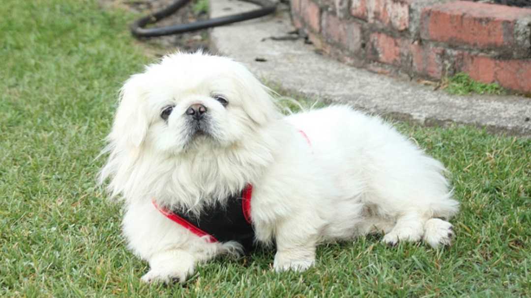 Chó Bắc Kinh lai Nhật lông xù có nguồn gốc từ đâu?