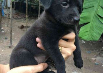 Những lời đồn thổi về chó đen tuyền