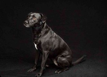 Chó mực trừ tà, đuổi ma quỷ