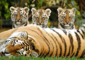 Tập tính sinh sản của loài hổ