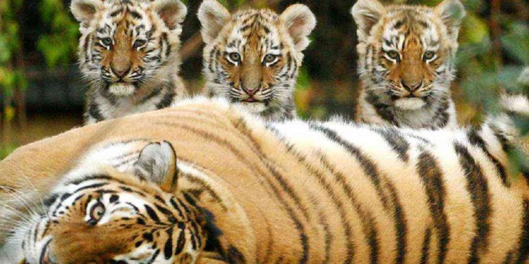 Tập tính sinh sản của loài hổ