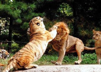 Kỹ thuật chiến đấu: hổ và sư tử ai mạnh hơn