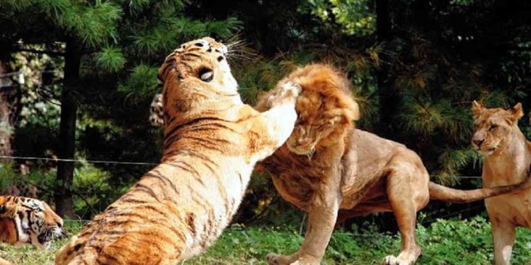 Kỹ thuật chiến đấu: hổ và sư tử ai mạnh hơn