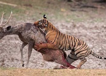 Loài hổ săn mồi như thế nào?