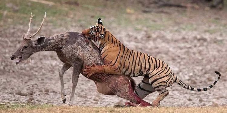 Loài hổ săn mồi như thế nào?