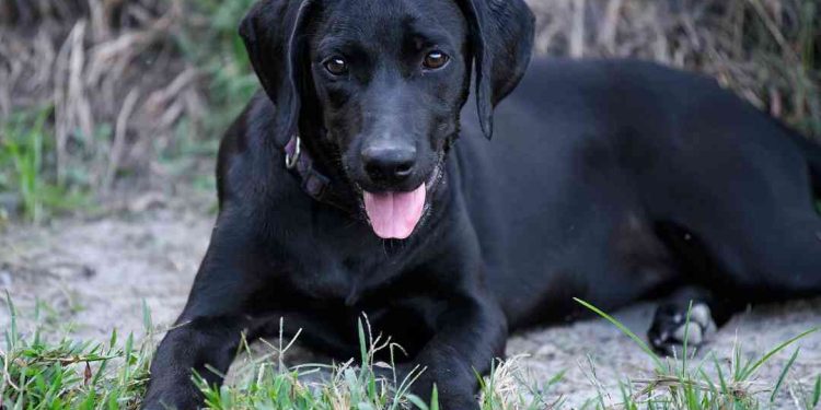 Chó mực là chó gì?