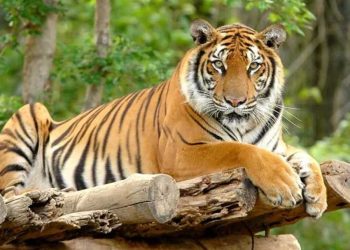 Hình tượng con Hổ trong văn hóa dân gian