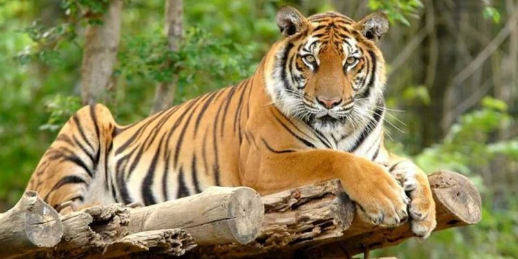 Hình tượng con Hổ trong văn hóa dân gian