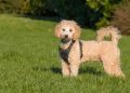 Tổng quan về chó bichon Lai Poodle