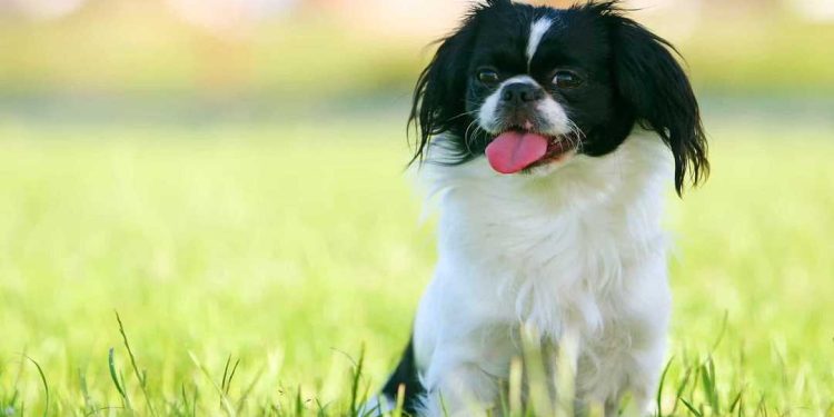 Cách huấn luyện chó Bắc Kinh bắt tay