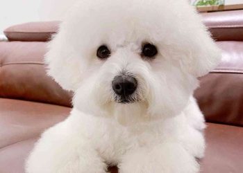 Chế độ ăn nuôi chó Bichon Frise