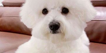 Chế độ ăn nuôi chó Bichon Frise