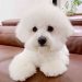 Chế độ ăn nuôi chó Bichon Frise