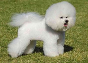 Thông tin cơ bản về giống chó Bichon Frise