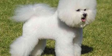Thông tin cơ bản về giống chó Bichon Frise
