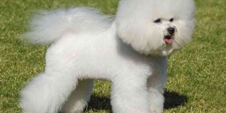Thông tin cơ bản về giống chó Bichon Frise