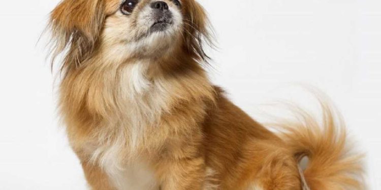 Chó Bắc Kinh ăn gì? Cách nuôi chó Bắc Kinh chi tiết