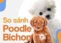 So sánh Poodle và Bichon