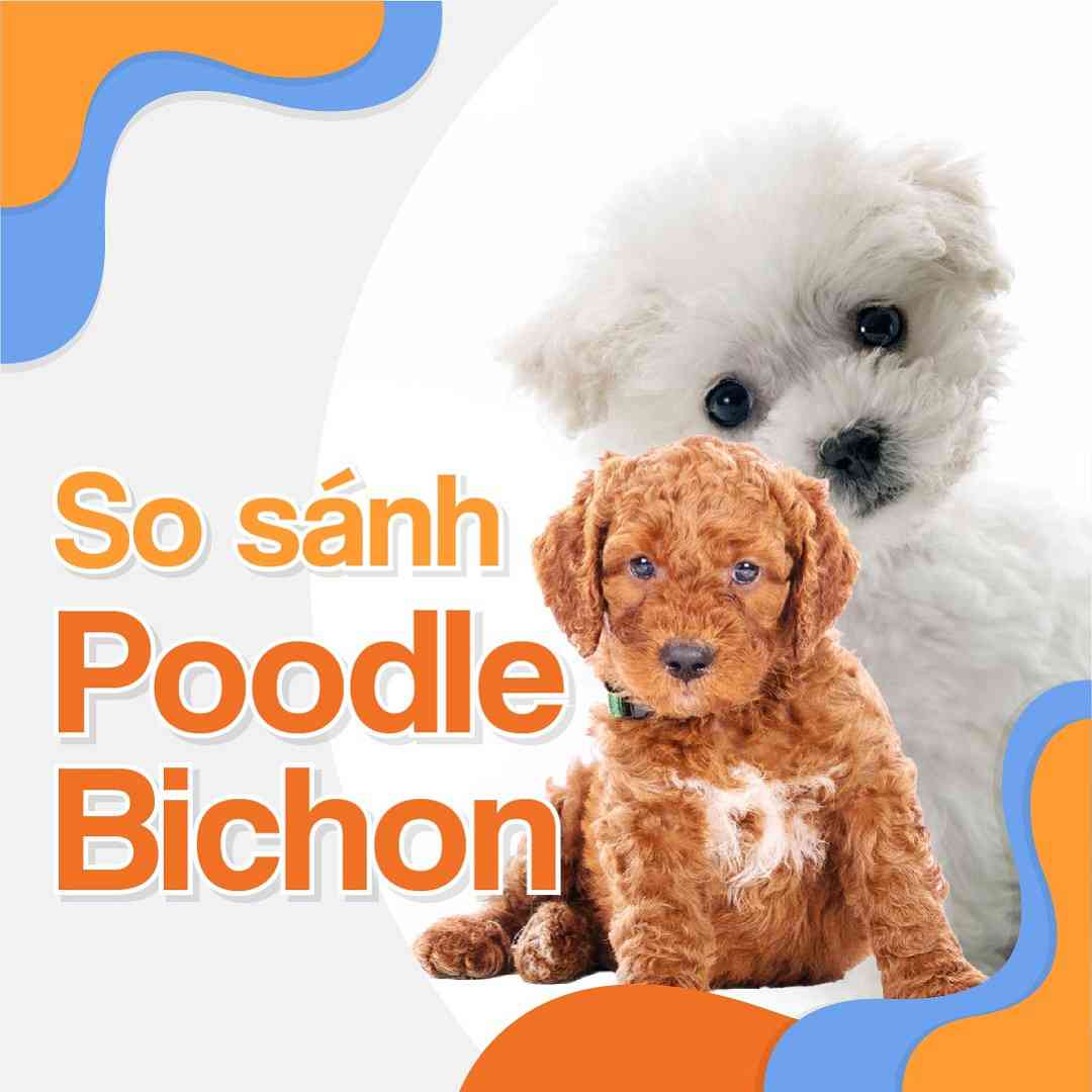 So sánh Poodle và Bichon