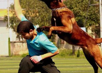 Hướng dẫn huấn luyện chó Becgie Bỉ nâng cao