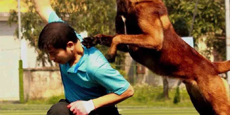 Hướng dẫn huấn luyện chó Becgie Bỉ nâng cao