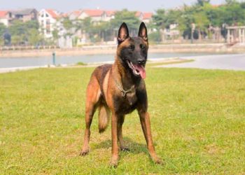 Đôi nét về nguồn gốc của Becgie Bỉ