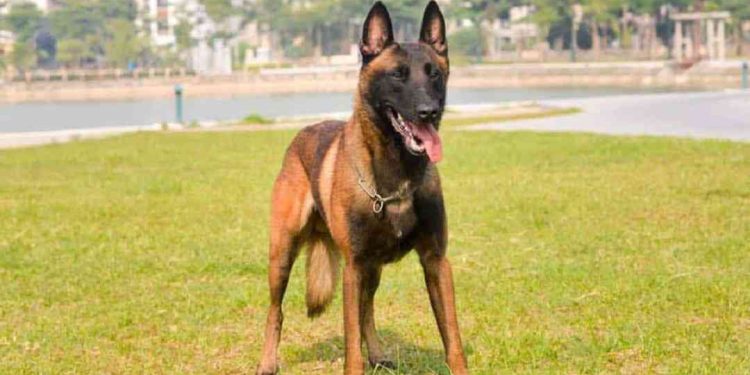 Đôi nét về nguồn gốc của Becgie Bỉ