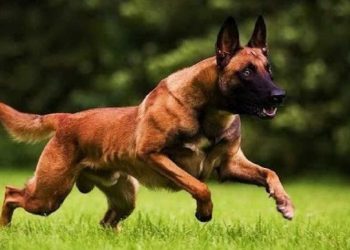 Đặc điểm tính cách chó Chó Becgie Bỉ