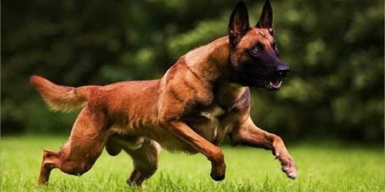 Đặc điểm tính cách chó Chó Becgie Bỉ