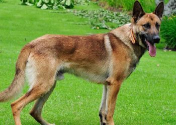 Chó Becgie Bỉ có nguồn gốc