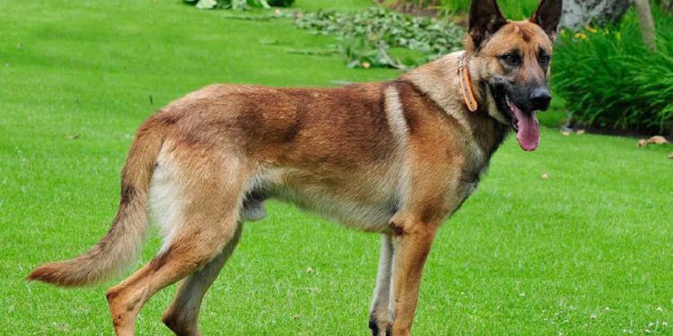 Chó Becgie Bỉ có nguồn gốc