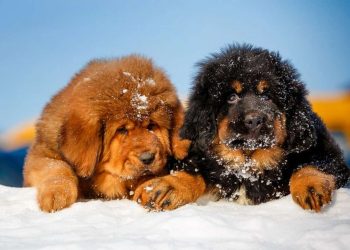 Cách chọn loại chó Ngao phù hợp với sở thích của bạn