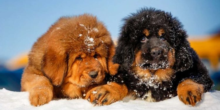 Cách chọn loại chó Ngao phù hợp với sở thích của bạn