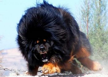 Đặc điểm ngoại hình của chó Ngao Tây Tạng