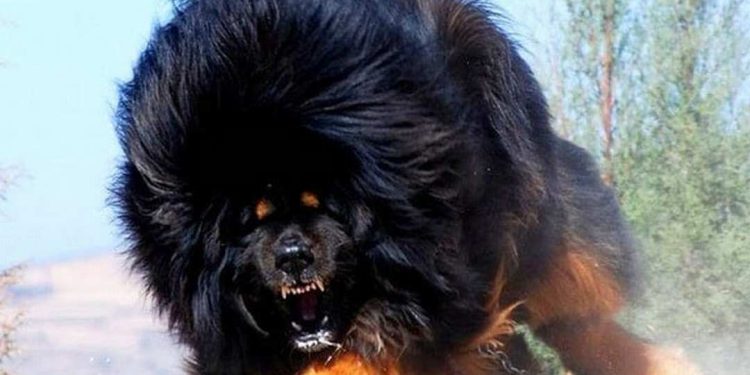 Đặc điểm ngoại hình của chó Ngao Tây Tạng