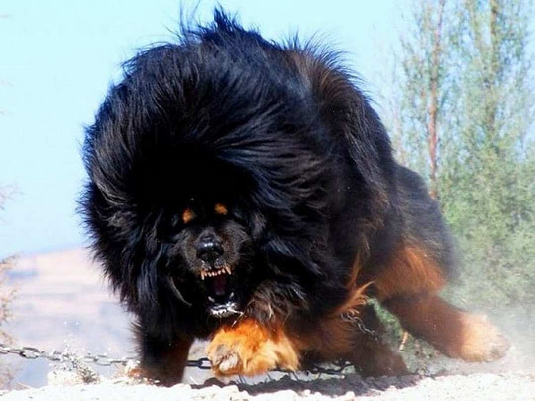 Đặc điểm ngoại hình của chó Ngao Tây Tạng