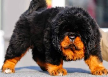 Các loại chó Ngao nổi tiếng trên thế giới