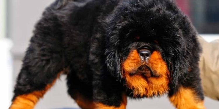 Các loại chó Ngao nổi tiếng trên thế giới