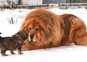 Cách chăm sóc chó Ngao Tây Tạng hiệu quả