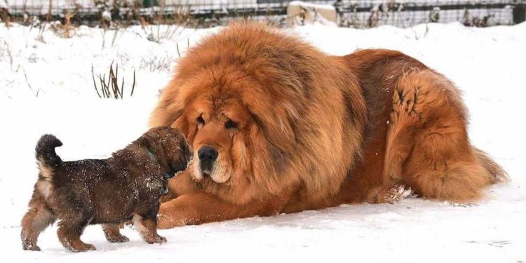 Cách chăm sóc chó Ngao Tây Tạng hiệu quả