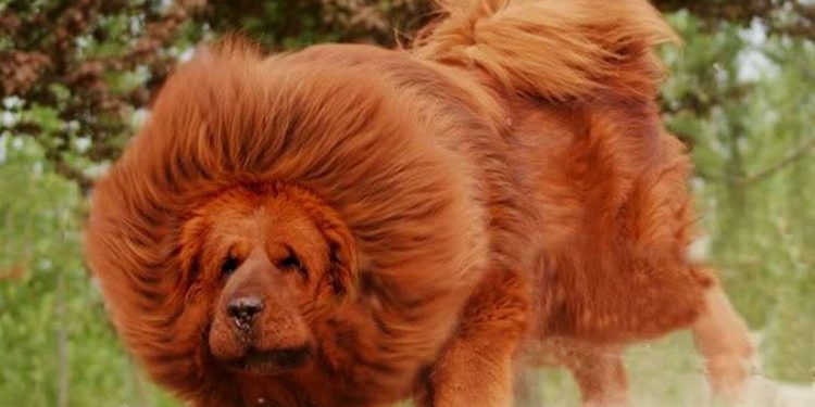 Cách nhận biết chó Ngao Tây Tạng dựa vào đặc điểm ngoại hình