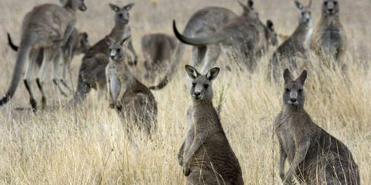 Chuột túi Kangaroo thường sống và phân bổ ở vùng Nam Á