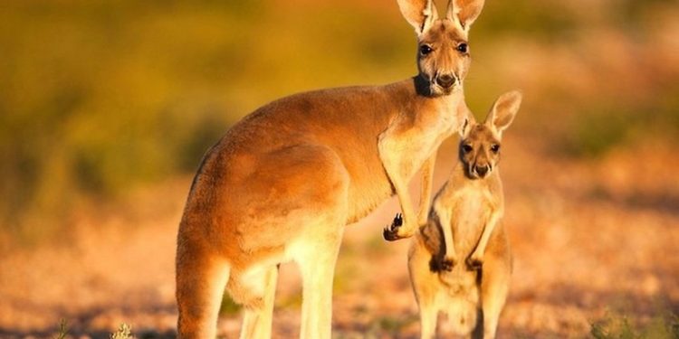 Cách chăm sóc và bổ sung thức ăn cho loài chuột túi