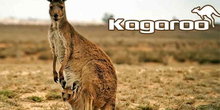 Biện pháp bảo vệ loài Kangaroo