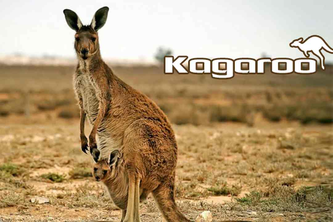 Biện pháp bảo vệ loài Kangaroo