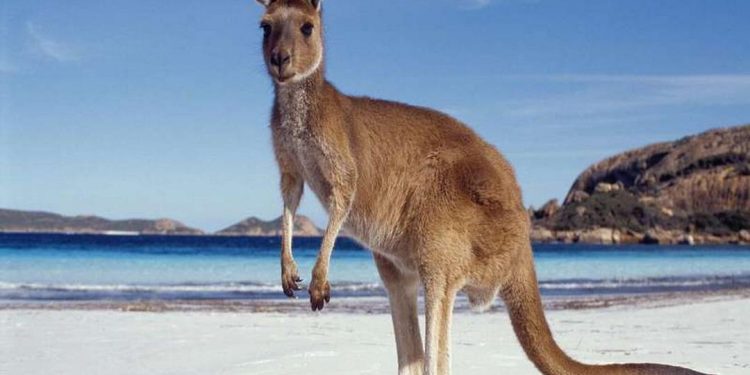 Sau khi sinh, chuột mẹ cần được bảo vệ an toàn