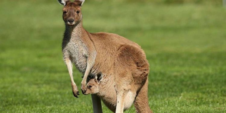 Nguồn gốc của loài chuột túi