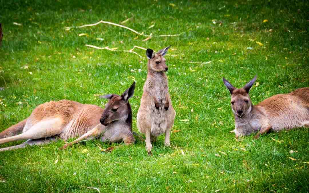 Các mối quan hệ xã hội của loài chuột túi Kangaroo