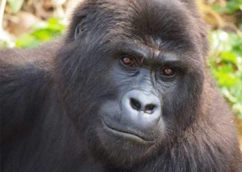 Khỉ đột núi khá nguy hiểm ở Châu Phi