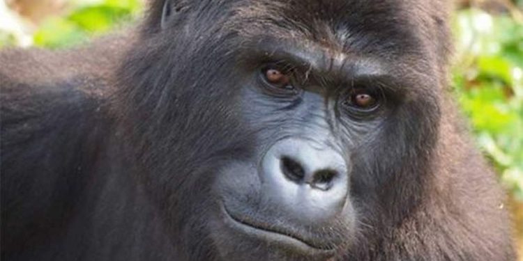 Khỉ đột núi khá nguy hiểm ở Châu Phi